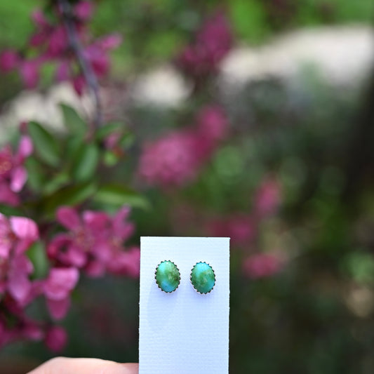 Sonoran Gold Turquoise Stud Earrings