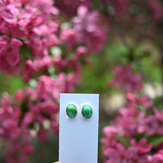 Sonoran Gold Turquoise Stud Earrings